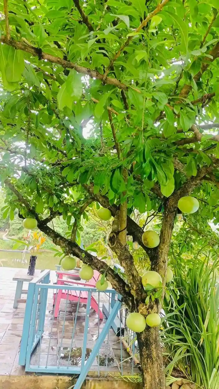 Ảnh Viva B41