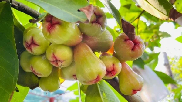 Ảnh Carmelina Beach Resort - 7