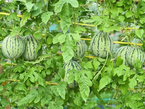 Ảnh Carmelina Beach Resort - 10