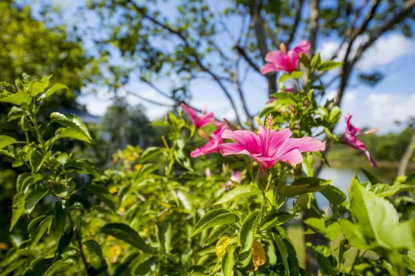 Ảnh Viva HB21 - 12