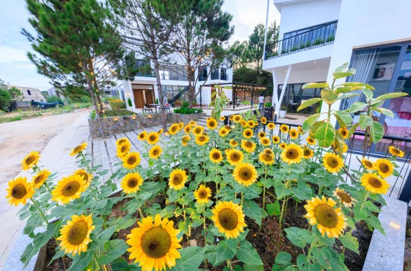 Ảnh Viva ĐL15 - 24