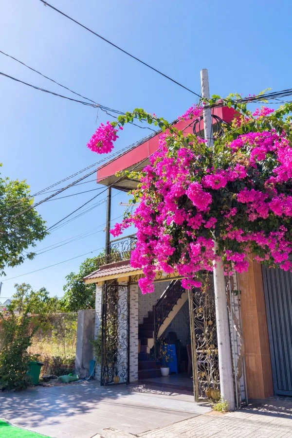 Ảnh Viva Homestay VT  03