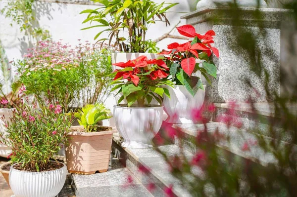 Ảnh Viva ĐL35 - 18