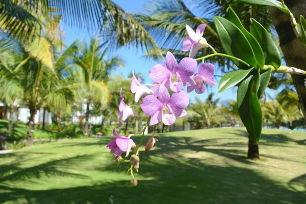 Ảnh Sonata Resort and Spa - 14