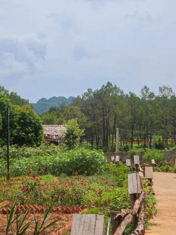 Ảnh Viva Homestay MC 11