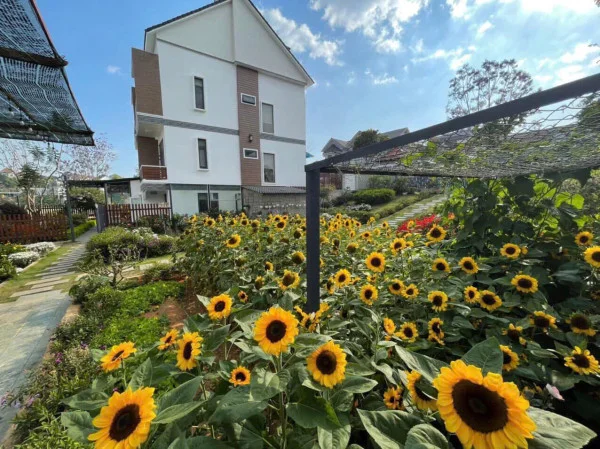 Ảnh Viva ĐL39 - 30