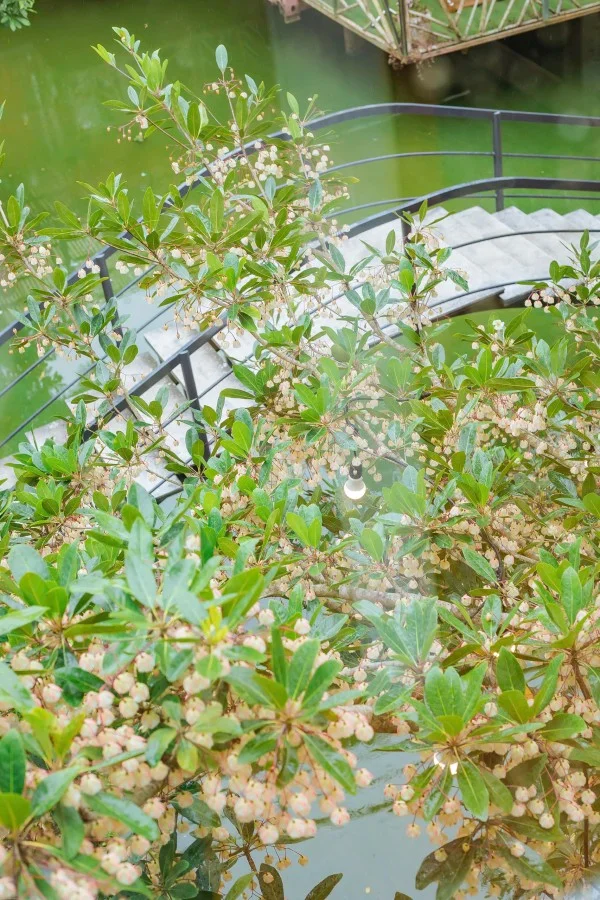 Ảnh Viva Homestay ĐL 12 - 7