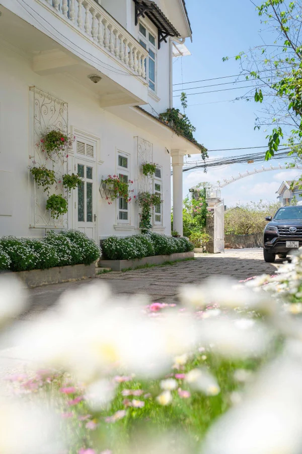 Ảnh Cẩm Tú Cầu 2 - 36