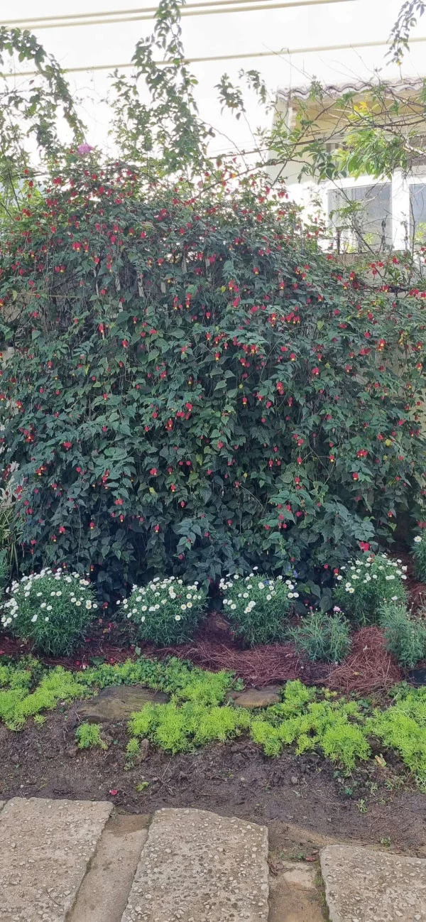 Ảnh Cẩm Tú Cầu 1 - 21