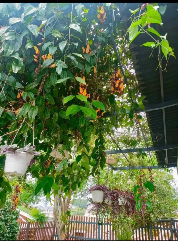 Ảnh Viva ĐL08 - 14