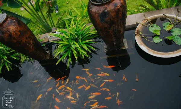 Ảnh Viva PT05 - 20