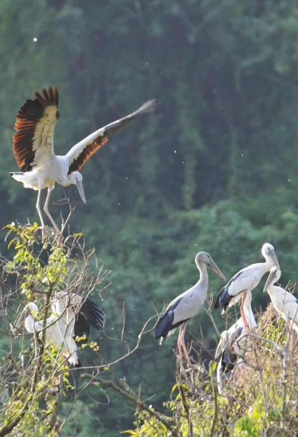 Ảnh Resort Khu Du Lịch Sinh Thái Thung Nham Ninh Bình - 18