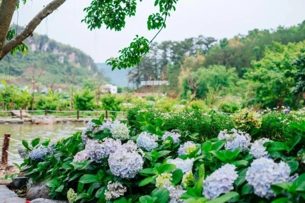 Ảnh Natalie's Villa & Resort Moc Chau - 19