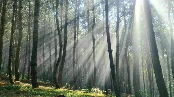 Ảnh The Nordic Village Mộc Châu - 16