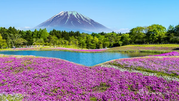 Ảnh Tour Nhật Bản : Tokyo - Núi Phú Sĩ - Chiba - Vui chơi tại Tokyo Disneyland