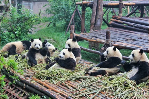 Ảnh Thành Đô- Cửu Trại Câu- Công viên gấu trúc - Trượt tuyết Gia Cô Sơn - 8