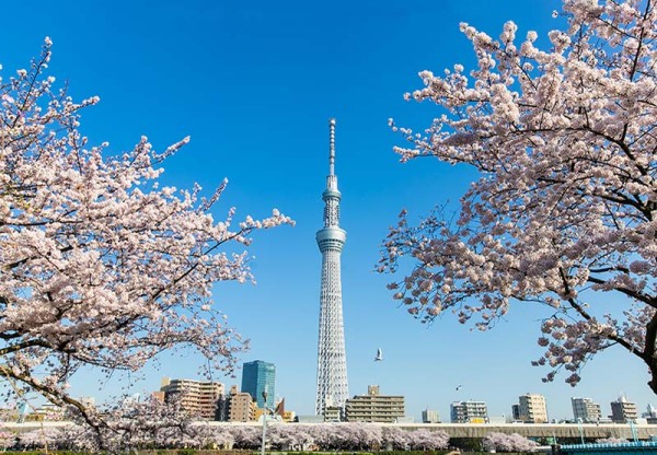 Ảnh Tour Nhật Bản: Tokyo - Vịnh Odaiba - Núi Phú Sĩ - Công viên trượt tuyết Fujiten - Matsumoto - Nông trại Wasabi - Làng cổ Shirakawa - Takayama - Kyoto - Nagoya (Trải nghiệm làm mô hình đồ ăn)