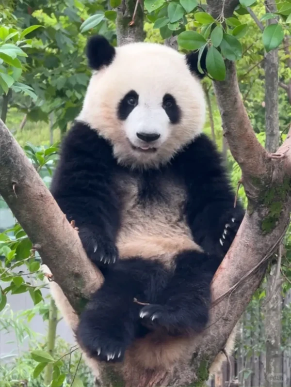 Ảnh Tour Trung Quốc: Thành Đô - Cửu Trại Câu -  Công Viên Gấu Trúc 5 ngày 4 đêm - 7