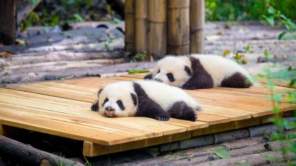 Ảnh Tour Trung Quốc: Trùng Khánh - Cửu Trại Câu - Công viên Gấu Trúc - Công viên Hoàng Giác Loan - Tặng trải nghiệm tại nhà hàng lẩu lớn nhất Thế Giới - Tỳ Bà Viên - 20