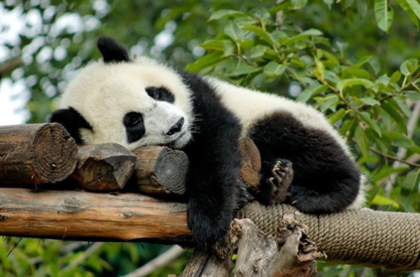 Ảnh Trung Quốc: Thành Đô – Nga Mi - Cửu Trại Câu - Đô Giang Yển - Công Viên Gấu Trúc – Lạc Sơn Đại Phật - Trải Nghiệm Suối Nước Nóng Thiên Nhiên - Cổ Trấn Hoàng Long Khê