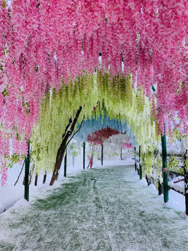 Ảnh Tour Trung Quốc: Lệ Giang - Shangrila - Núi tuyết Ngọc Long - Lam Nguyệt Đàm - Hẻm núi Hổ Khiêu Hiệp - Tặng vé chương trình Ấn Tượng Lệ Giang 5 ngày 4 đêm - 16