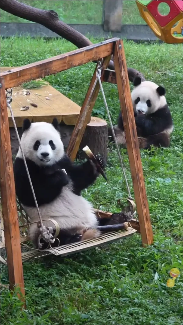 Ảnh Tour Trung Quốc: Thành Đô - Cửu Trại Câu -  Công Viên Gấu Trúc 5 ngày 4 đêm