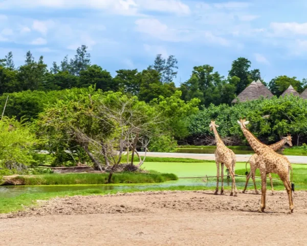 Ảnh Tour Thái Lan: Bangkok – Pattaya - Ayutthaya (Chợ nổi Bốn Miền, chùa Phật Lớn, Khu du lịch Suan Thai Pattaya, China Town Bangkok, xem Colloseum Show, tặng món Sườn Cay Thái Lan và bánh quẩy sốt kem) - 19