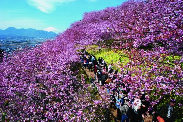 Ảnh Nhật Bản: Tokyo - Disneyland - Núi Phú Sĩ - Công viên trượt tuyết Fujiten - Công viên Nishihirabatake - Tokyo (3 đêm khách sạn, Hái trái cây, Ngắm hoa đào Kawazu) | Thưởng thức buffet chân cua tuyết & Tặng kem rắc vàng