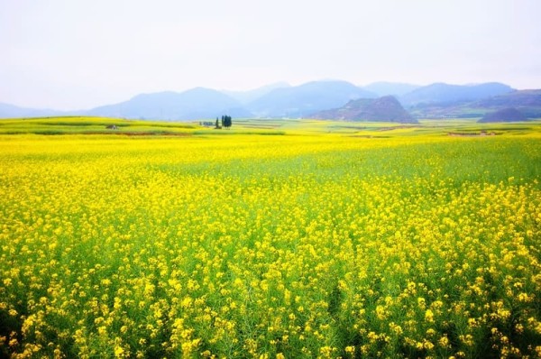 Ảnh Tour Trung Quốc:  Côn Minh - Chu Gia Hoa Viên - cơ hội trải nghiệm trượt tuyết tại Núi Kiệu Tử - Vương quốc tí hon - Kiến Thủy | Chương trình mới - 19