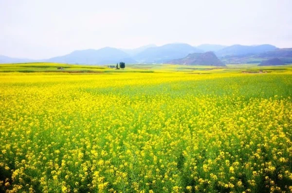 Ảnh Tour Trung Quốc:  Côn Minh - Chu Gia Hoa Viên - cơ hội trải nghiệm trượt tuyết tại Núi Kiệu Tử - Vương quốc tí hon - Kiến Thủy | Chương trình mới - 19