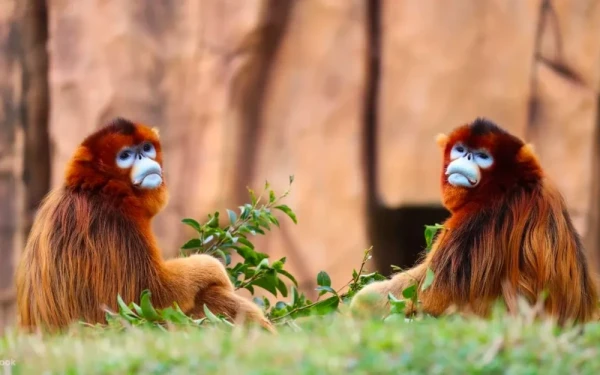 Ảnh Trung Quốc: Bắc Kinh - Chinh phục Vạn Lý Trường Thành - Thượng Hải - Chu Gia Giác - 19