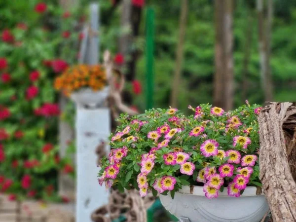 Ảnh Viva SLakeView - 9