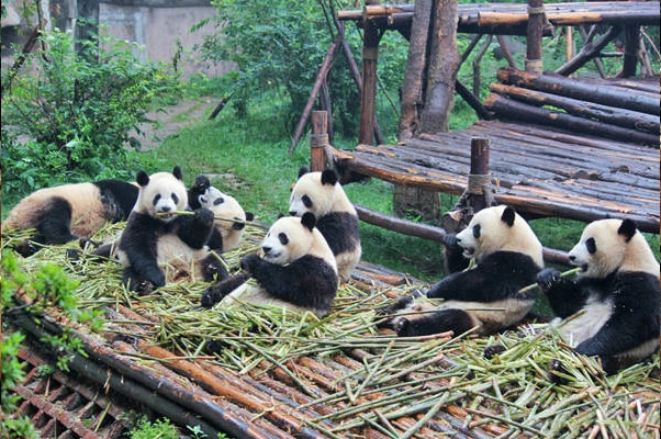 Ảnh Tour Trung Quốc: Thành Đô - Cửu Trại Câu thiên đường hạ giới - công viên Gấu Trúc - Lạc Sơn Đại Phật