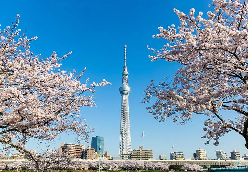Ảnh Nhật Bản: Tokyo - Disneyland - Núi Phú Sĩ - Oshino Hakkai - Công viên Fujiten - Nagoya - Kyoto - Kobe - Osaka (4 đêm khách sạn, Thưởng thức bò Kobe & trải nghiệm trà đạo – mặc Yukata, Hái trái cây)